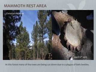 MAMMOTH REST AREA
At this forest many of the trees are being cut down due to a plague of bark beetles.
Christian Alcantar
April 6th 2013
 