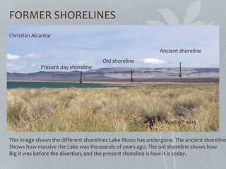 FORMER SHORELINES
Ancient shoreline
Old shoreline
Present day shoreline
This image shows the different shorelines Lake Mono has undergone. The ancient shoreline
Shows how massive the Lake was thousands of years ago. The old shoreline shows how
Big it was before the divertion, and the present shoreline is how it is today.
Christian Alcantar
April 6th 2013
 