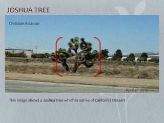 JOSHUA TREE
This image shows a Joshua tree which is native of California Dessert
Christian Alcantar
April 5th 2013
 