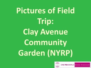 Pictures of Field
Trip:
Clay Avenue
Community
Garden (NYRP)
 