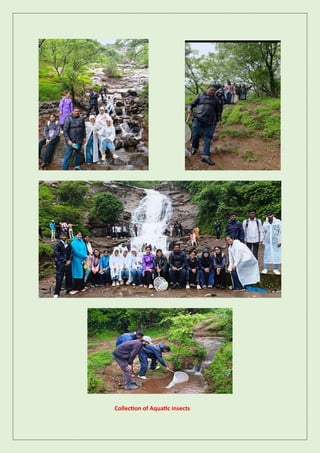 Collection of Aquatic insects
 
