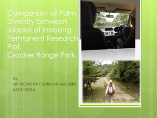 Comparison of Palm
Diversity between
subplot of Inobong
Permanent Research
Plot,
Crocker Range Park.


 By
 AK MOHD RAFIQ BIN AK MATUSIN
 BS10110016
 