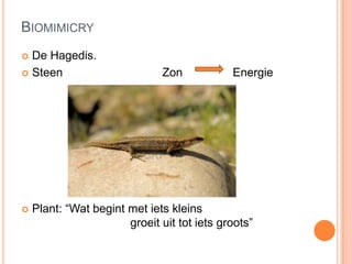 BIOMIMICRY
 De Hagedis.
 Steen Zon Energie
 Plant: “Wat begint met iets kleins
groeit uit tot iets groots”
 