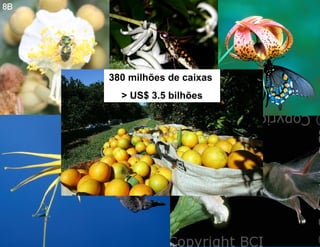 380 milhões de caixas
  > US$ 3.5 bilhões
 