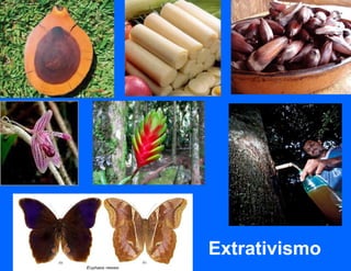 Extrativismo
 