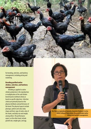 14
for breeding, selection, and hatchery
management, including pricing and
marketing.
Breeding purified native
chicken, selection, and hatchery
management
Breeding as applied to native
chicken production is the reproduction
or multiplication of the said chicken
breed based on defined criteria or
based on specific objectives. Selection
criteria are primarily based on the
physical attributes and performance of
the breed.The physical aspects include
plumage pattern and color, body
shape and form, type of comb, color of
the shank, and body size and weight,
among others.The performance
aspect, on the other hand, include
growth rate, weight gain, and egg
Ms. Paterna Jamandron-Saavedra, Associate ProfessorV at the
WMSU-College of Agriculture, discusses breeder native
chicken and hatchery management.
 