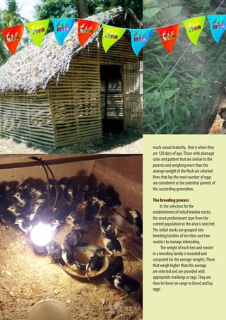16
reach sexual maturity, that is when they
are 120 days of age.Those with plumage
color and pattern that are similar to the
parents and weighing more than the
average weight of the flock are selected.
Hens that lay the most number of eggs
are considered as the potential parents of
the succeeding generation.
The breeding process
In the selection for the
establishment of initial breeder stocks,
the most predominant type from the
current population in the area is selected.
The initial stocks are grouped into
breeding families of ten hens and two
roosters to manage inbreeding.
The weight of each hen and rooster
in a breeding family is recorded and
computed for the average weights.Those
that weigh higher than the average
are selected and are provided with
appropriate markings or tags.They are
then let loose on range to breed and lay
eggs.
 