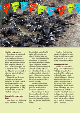 17
Optimizing egg production
Egg production can be optimized
by collecting eggs from the nest
everyday, leaving only two dummy
eggs until the hens show the broody
behavior. Hens which show broodiness
should be dipped in cold water and
kept in a cage that is well lighted.They
are also fed with nutrient-dense feed
for 3–4 days.They can be released back
to the range yard when broodiness is
no longer observed.
The daily collection of eggs can
increase production by 20–40%.
Collected eggs are stored in a cool dry
place and are turned daily. Using a
pencil, mark the date when the egg is
laid.The eggs can be stored for 10 days
in elevated bamboo-made baskets
matted with banana leaves.
Housing for free-ranged native
chicken
Native chickens must be effectively
confined when needed.They must
be provided with housing for safety
against bad elements that may
adversely affect their production.
Mostly made of locally-available
light materials, the chicken house
must be well-ventilated but protected
against strong wind or inclement
weather.The houses must be provided
with roosts or perches, and feeder
and waterer. Houses for breeder flocks
must be installed with nests, which are
matted with marang, neem, or tanglad
leaves to prevent mites, and must be
left with two dummy eggs.The nest
must be cleaned daily.
The site must not be prone to
flooding, away from dense human
population and main roads, and
secured from harmful animals.
The surroundings of the chicken
houses must be planted with wind
breakers to protect the housing and
the chickens. Banana, fruit trees, and
many other plants can be used as wind
breakers.
Cleanliness should be strictly
maintained in and out of the house.
Remove dirt and feces as this is one
way of protecting the flock from
diseases and infestation of parasites.
Brooding native chicks
Brooding can be done either
through natural or artificial methods.
Hatching eggs by putting them
under a broody hen is called natural
incubation.The natural method
entails no additional cost for heating
and requires less management. It,
however, causes lower number of
eggs in terms of production and
uneven weight of chicks in addition
to other disadvantages.With natural
incubation, it is not possible to tell
when a hen will go broody. It cannot
also be guaranteed that a particular
hen will be a good mother. Since only
so many eggs can be fitted under one
hen, the number of eggs that can be
hatched is also limited.
 