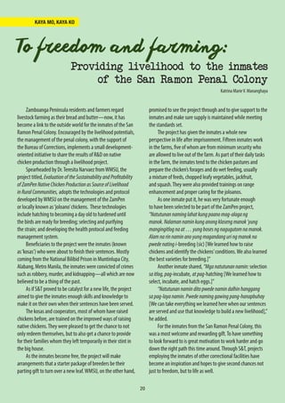 20
KAYA MO, KAYA KO
Zamboanga Peninsula residents and farmers regard
livestock farming as their bread and butter—now, it has
become a link to the outside world for the inmates of the San
Ramon Penal Colony. Encouraged by the livelihood potentials,
the management of the penal colony, with the support of
the Bureau of Corrections, implements a small development-
oriented initiative to share the results of R&D on native
chicken production through a livelihood project.
Spearheaded by Dr.Teresita Narvaez fromWMSU, the
project titled, EvaluationoftheSustainabilityandProfitability
ofZamPenNativeChickenProductionasSourceofLivelihood
inRuralCommunities, adopts the technologies and protocol
developed byWMSU on the management of the ZamPen
or locally known as‘joloano’chickens. These technologies
include hatching to becoming a day old to hardened until
the birds are ready for breeding; selecting and purifying
the strain; and developing the health protocol and feeding
management system.
Beneficiaries to the project were the inmates (known
as‘kosas’) who were about to finish their sentences. Mostly
coming from the National Bilibid Prison in Muntinlupa City,
Alabang, Metro Manila, the inmates were convicted of crimes
such as robbery, murder, and kidnapping—all which are now
believed to be a thing of the past.
As if S&T proved to be catalyst for a new life, the project
aimed to give the inmates enough skills and knowledge to
make it on their own when their sentences have been served.
The kosas and cooperators, most of whom have raised
chickens before, are trained on the improved ways of raising
native chickens.They were pleased to get the chance to not
only redeem themselves, but to also get a chance to provide
for their families whom they left temporarily in their stint in
the big house.
As the inmates become free, the project will make
arrangements that a starter package of breeders be their
parting gift to turn over a new leaf.WMSU, on the other hand,
promised to see the project through and to give support to the
inmates and make sure supply is maintained while meeting
the standards set.
The project has given the inmates a whole new
perspective in life after imprisonment. Fifteen inmates work
in the farms, five of whom are from minimum security who
are allowed to live out of the farm. As part of their daily tasks
in the farm, the inmates tend to the chicken pastures and
prepare the chicken’s forages and do wet feeding, usually
a mixture of feeds, chopped leafy vegetables, jackfruit,
and squash.They were also provided trainings on range
enhancement and proper caring for the joloanos.
As one inmate put it, he was very fortunate enough
to have been selected to be part of the ZamPen project,
“Natutunannaminglahatkungpaanomag-alagang
manok.Nalamannaminkunganongklasengmanok‘yung
mangingitlognaat…yungbosesngnagugutomnamanok.
Alamnarinnaminanoyungmagandanguringmanokna
pwedenatingi-breeding (sic) [We learned how to raise
chickens and identify the chickens’conditions.We also learned
the best varieties for breeding.]”
Another inmate shared, “Mganatutunannamin: selection
saitlog,pag-incubate, atpag-hatching [We learned how to
select, incubate, and hatch eggs.]”
“Natutunannaminditopwedenamindalhinhanggang
sapag-layanamin.Pwedenaminggawingpang-hanapbuhay
[We can take everything we learned here when our sentences
are served and use that knowledge to build a new livelihood],”
he added.
For the inmates from the San Ramon Penal Colony, this
was a most welcome and rewarding gift.To have something
to look forward to is great motivation to work harder and go
down the right path this time around.Through S&T, projects
employing the inmates of other correctional facilities have
become an inspiration and hopes to give second chances not
just to freedom, but to life as well.
To freedom and farming:
Providing livelihood to the inmates
of the San Ramon Penal Colony
Katrina MarieV. Mananghaya
 
