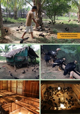 21
ZamPen native chicken production
at the San Ramon Penal Colony.
 