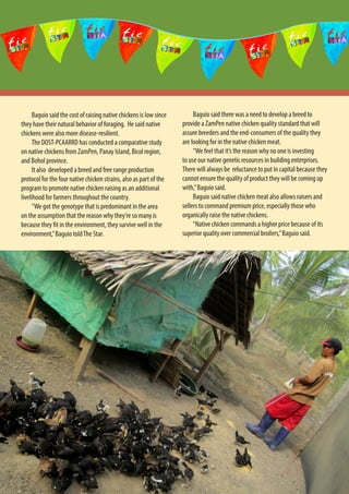 25
Baguio said the cost of raising native chickens is low since
they have their natural behavior of foraging.  He said native
chickens were also more disease-resilient.
The DOST-PCAARRD has conducted a comparative study
on native chickens from ZamPen, Panay Island, Bicol region,
and Bohol province.
It also  developed a breed and free range production
protocol for the four native chicken strains, also as part of the
program to promote native chicken raising as an additional
livelihood for farmers throughout the country.
“We got the genotype that is predominant in the area
on the assumption that the reason why they’re so many is
because they fit in the environment, they survive well in the
environment,”Baguio toldThe Star.
Baguio said there was a need to develop a breed to
provide a ZamPen native chicken quality standard that will
assure breeders and the end-consumers of the quality they
are looking for in the native chicken meat.
“We feel that it’s the reason why no one is investing
to use our native genetic resources in building enterprises.
There will always be  reluctance to put in capital because they
cannot ensure the quality of product they will be coming up
with,”Baguio said.
Baguio said native chicken meat also allows raisers and
sellers to command premium price, especially those who
organically raise the native chickens.
“Native chicken commands a higher price because of its
superior quality over commercial broilers,”Baguio said.
 