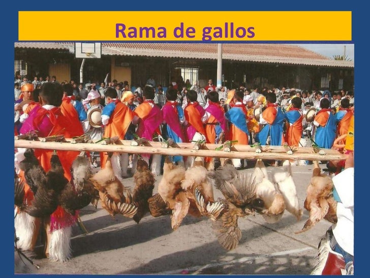 Resultado de imagen para rama de gallos