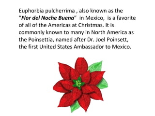 Euphorbia pulcherrima , also known as the “ Flor del Noche Buena ”   in Mexico,  is a favorite of all of the Americas at Christmas. It is commonly known to many in North America as the Poinsettia, named after Dr. Joel Poinsett, the first United States Ambassador to Mexico. 