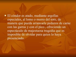 El cóndor es atado, mediante argollas especiales, al lomo o morro del toro, de manera que pueda arrancarle pedazos de carne con las garras y con el pico., ofreciendo un espectáculo de majestuosa tragedia que es imposible de olvidar para quien lo haya presenciado.  