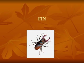 FIN 