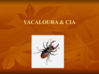 VACALOURA & CIA 