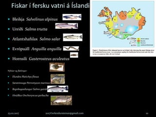 Fiskar í fersku vatni á Íslandi
 Bleikja Salvelinus alpinus
 Urriði Salmo trutta
 Atlantshafslax Salmo salar
 Evrópuáll Anguilla anguilla
 Hornsíli Gasterosteus aculeatus
Nýbúar og flækingar:
 Flundra Platichys flesus
 Sæsteinsuga Petromyzon marinus
 Regnbogasilungur Salmo gairdneri
 Hnúðlax Onchoryncus gorbucha
23.02.2017 2017©erlendursteinar@gmail.com 10
 