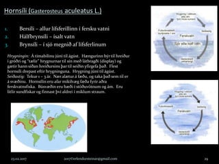 Hornsíli (Gasterosteus aculeatus L.)
1. Bersíli – allur lífsferillinn í fersku vatni
2. Hálfbrynsíli – ísalt vatn
3. Brynsíli – í sjó megnið af lífsferlinum
23.02.2017 2017©erlendursteinar@gmail.com 29
Hrygningin: Á tímabilinu júní til ágúst. Hængurinn býr til hreiður
í gróðri og “tælir” hrygnurnar til sín með látbragði (display) og
gætir hann síðan hreiðursins þar til seiðin yfirgefa það. Flest
hornsíli drepast eftir hrygninguna. Hrygning júní til ágúst.
Seiðastig: Tekur 1 – 3 ár. Nær alætur á fæðu, og taka það sem til er
á svæðinu. Hornsílin eru afar mikilvæg fæða fyrir aðra
ferskvatnsfiska. Búsvæðin eru bæði í stöðuvötnum og ám. Eru
litlir sundfiskar og finnast því aldrei í miklum straum.
 