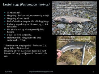 Sæsteinsuga (Petromyzon marinus)
23.02.2017 2017©erlendursteinar@gmail.com 31
Sæsteinsuga föst á laxi í Rangánum
haustið 2009
Sjóbirtingur með steinsugusár í Geirlandsá
Haustið 2006 Benóný Jónsson og Magnús
Jóhannsson 2007)
 N-Atlantshaf
 Hrygning í fersku vatni, en vaxtarstig er í sjó.
 Hrygning að vori á möl
 Fullorðnir fiskar drepast allir eftir hrygningu.
 Lirfustig, myndbreytist við 10 cm og 3-7 ár í
ferskvatni.
 Fer þá til sjávar og tekur upp sníkjulífi á
fiskum.
 1-2 ár í sjó fyrir kynþroska.
 Hefur fundist í Rangánum o.fl. ám á
suðurlandi – Nýbúi
Til stofnar sem eingöngu lifa í ferskvatni (t.d.
Great Lakes í N-Ameríku)
Hrygning að vori á 40-60 cm dýpi í möl með
kornastærð 1-11,5 vm í þvermál. Vatnshiti yfir
11°c,
 