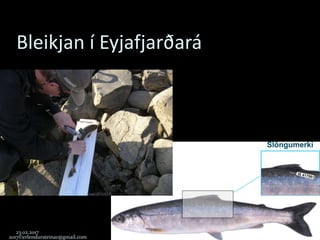 Bleikjan í Eyjafjarðará
23.02.2017
2017©erlendursteinar@gmail.com
39
 