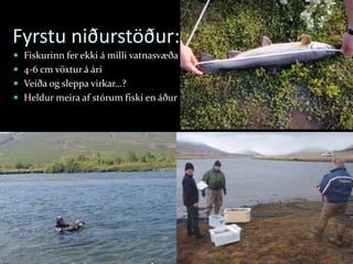 Fyrstu niðurstöður:
 Fiskurinn fer ekki á milli vatnasvæða
 4-6 cm vöxtur á ári
 Veiða og sleppa virkar…?
 Heldur meira af stórum fiski en áður
23.02.2017 2017©erlendursteinar@gmail.com 45
 