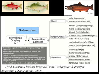 23.02.2017 2017©erlendursteinar@gmail.com 6
Almennt má segja að mörkin milli silunga og laxa liggi ekki í
erfðunum.
Atlantshafslax er skyldari urriða en bleikju, hnúðlaxi eða
regnbogasilungi,
Hnúðlax er skyldari regnbogasilungi en öllum hinum.
Lífshættirnir skilja þarna frekar að. Silungar hrygna oft, laxar
yfirleitt bara einu sinni, laxar leita alltaf upp í ár til að hrygna,
silungar ekki alltaf.
Laxar verða yfirleitt stærri, en það er þó ekki algillt.
 