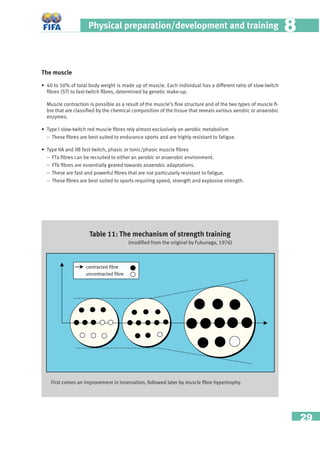 29
Physical preparation/development and training 88
The muscle
• 40 to 50% of total body weight is made up of muscle. Each individual has a different ratio of slow-twitch
ﬁbres (ST) to fast-twitch ﬁbres, determined by genetic make-up.
Muscle contraction is possible as a result of the muscle’s ﬁne structure and of the two types of muscle ﬁ-
bre that are classiﬁed by the chemical composition of the tissue that reveals various aerobic or anaerobic
enzymes.
• Type I slow-twitch red muscle ﬁbres rely almost exclusively on aerobic metabolism
− These ﬁbres are best suited to endurance sports and are highly resistant to fatigue.
• Type IIA and IIB fast-twitch, phasic or tonic/phasic muscle ﬁbres
− FTa ﬁbres can be recruited to either an aerobic or anaerobic environment.
− FTb ﬁbres are essentially geared towards anaerobic adaptations.
− These are fast and powerful ﬁbres that are not particularly resistant to fatigue.
− These ﬁbres are best suited to sports requiring speed, strength and explosive strength.
Table 11: The mechanism of strength training
(modiﬁed from the original by Fukunaga, 1976)
First comes an improvement in innervation, followed later by muscle ﬁbre hypertrophy.
R^]caPRcTSUXQaT
d]R^]caPRcTSUXQaT
 