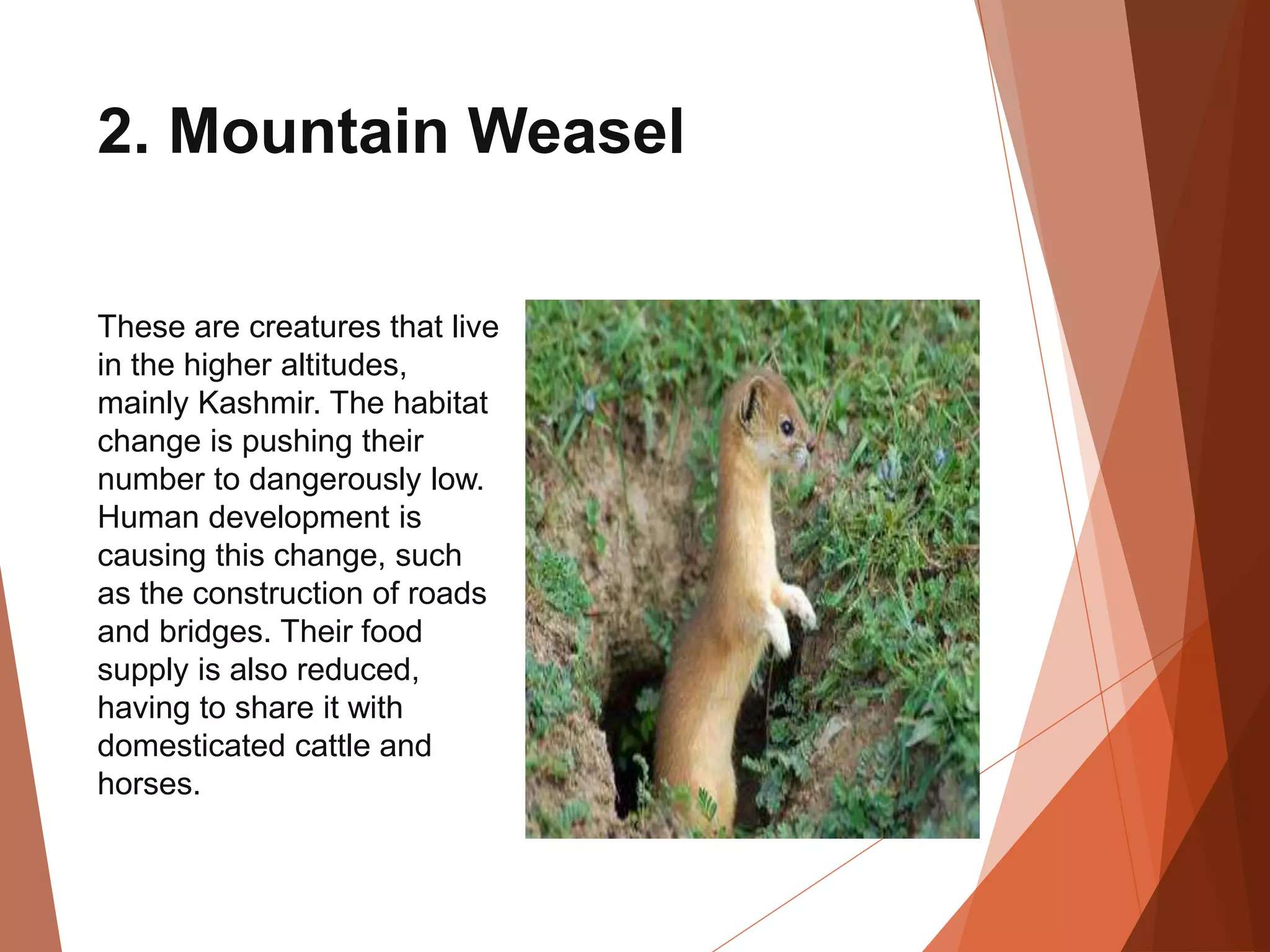Animals In Pakistan Fifteen endangered animals in pakistan are at risk By Mr Allah Dad Khan ...