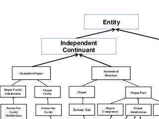 Anatomical Space
Organ
Cavity
Serous Sac
Cavity
Anatomical
Structure
Organ
Serous Sac
Organ Part
Organ
Subdivision
Organ
Component
Organ Cavity
Subdivision
Serous Sac
Cavity
Subdivision
Independent
Continuant
Entity
 