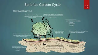 Benefits: Carbon Cycle 10
 