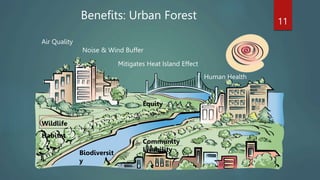 Benefits: Urban Forest 11
Human Health
Air Quality
Mitigates Heat Island Effect
Wildlife
Habitat
Noise & Wind Buffer
Community
Livability
Equity
Biodiversit
y
 