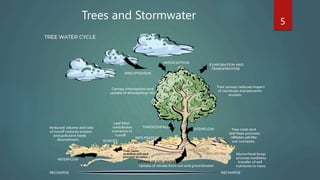 Trees and Stormwater 5
 