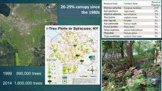 26-29% canopy since
the 1980s
1999 890,000 trees
2014 1,600,000 trees
 