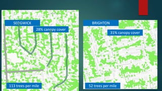 113 trees per mile 52 trees per mile
31% canopy cover
28% canopy cover
SEDGWICK BRIGHTON
 