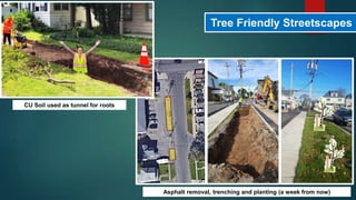 Tree Friendly Streetscapes
Asphalt removal, trenching and planting (a week from now)
CU Soil used as tunnel for roots
 