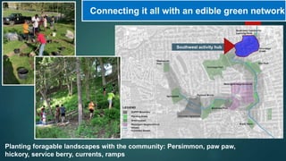 Connecting it all with an edible green network
Planting foragable landscapes with the community: Persimmon, paw paw,
hickory, service berry, currents, ramps
Southwest activity hub
 