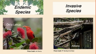 Invasive
Species
Photo Credit: Jim Denny Photo Credit: PF Bentley/Civil Beat
Endemic
Species
Ōhiʻa Lehua
Albizia
 