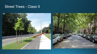 Street Trees - Class II
 