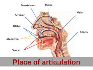 Figure 15 Post Alveolar [r] | PPTX