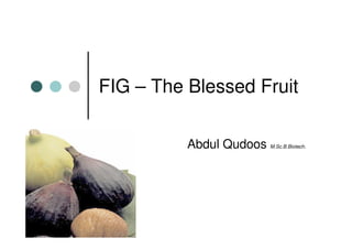 FIG – The Blessed Fruit

          Abdul Qudoos   M.Sc.B.Biotech.