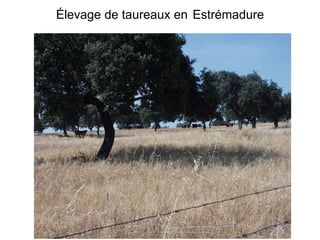 Élevage de taureaux en   Estrémadure 