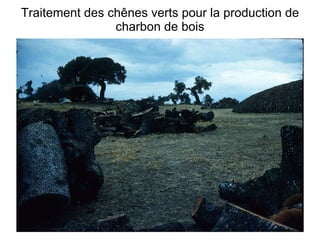 Traitement des chênes verts pour la production de charbon de bois 