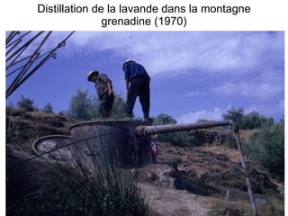 Distillation de la lavande dans la montagne grenadine (1970) 