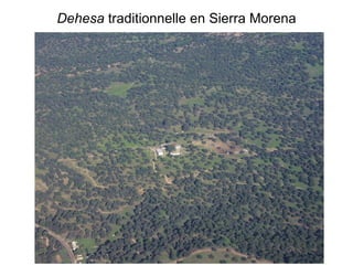 Dehesa  traditionnelle en Sierra Morena 