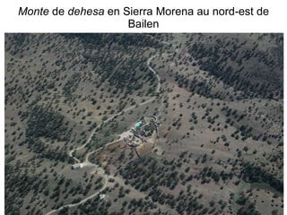 Monte  de  dehesa  en Sierra Morena au nord-est de Bailen 