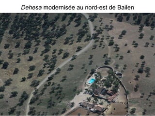 Dehesa  modernisée au nord-est de Bailen 