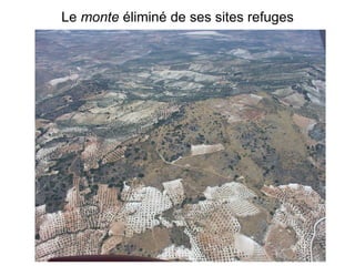 Le  monte  éliminé de ses sites refuges 