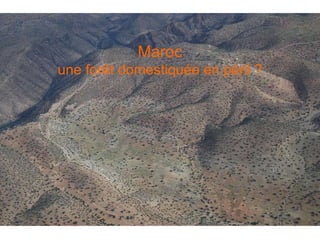Maroc une forêt domestiquée en péril ? Maroc une forêt domestiquée en péril ? 