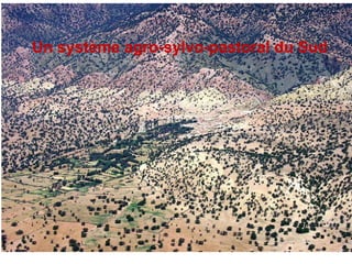 Un système agro-sylvo-pastoral du Sud Un système agro-sylvo-pastoral du Sud 