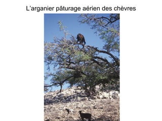 L’arganier pâturage aérien des chèvres 